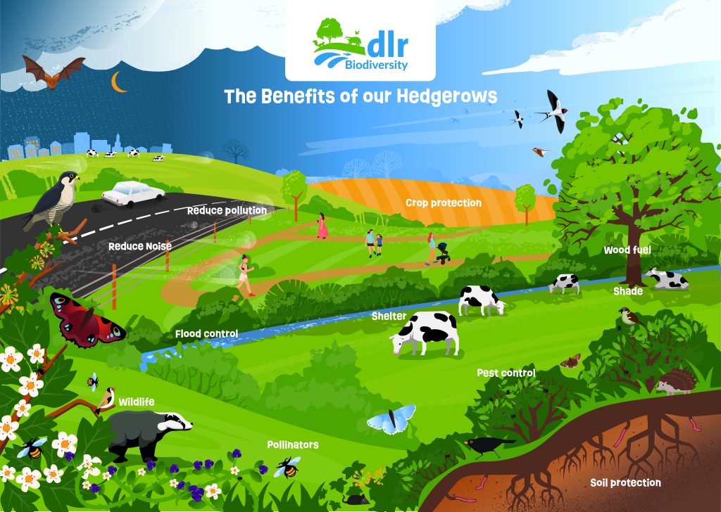 Hedgerow Toolkit for Schools 2 Hedgerow Illustration Suburbs LogoVitamin-Creative Graphic Design Web Design Marketing Waterford